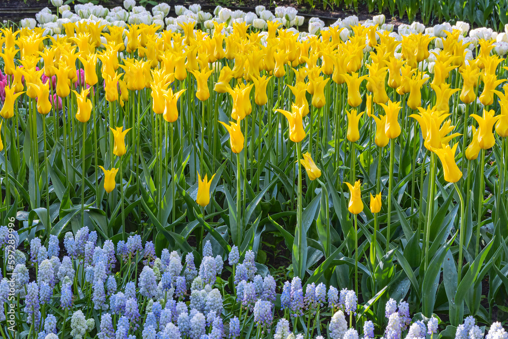 Fototapeta premium Yellow tulips and bluebells in a formal garden.