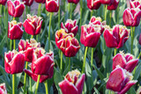 Red and white frilled tulips in a garden.