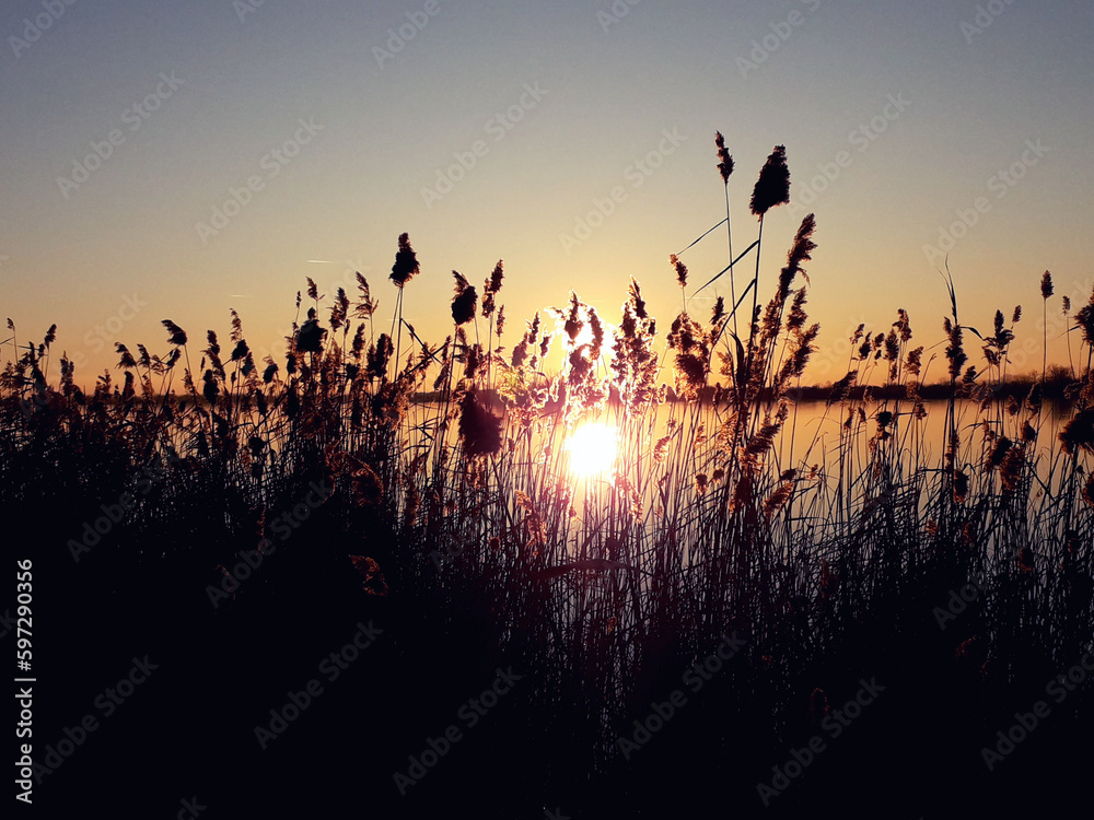 Amazing Sunset Through The Reeds in golden hour