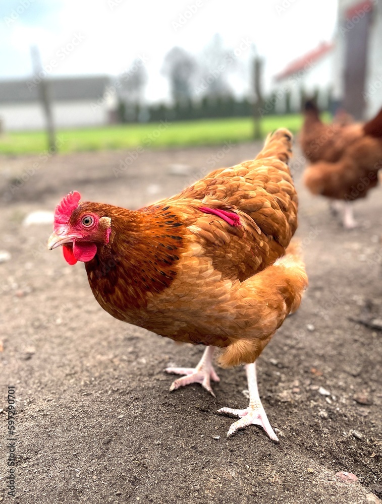 Fototapeta premium Chicken in the farm