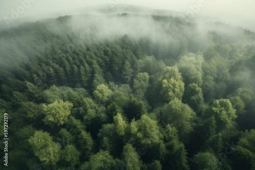 Bird's-eye perspective of a misty verdant woodland. Generative AI