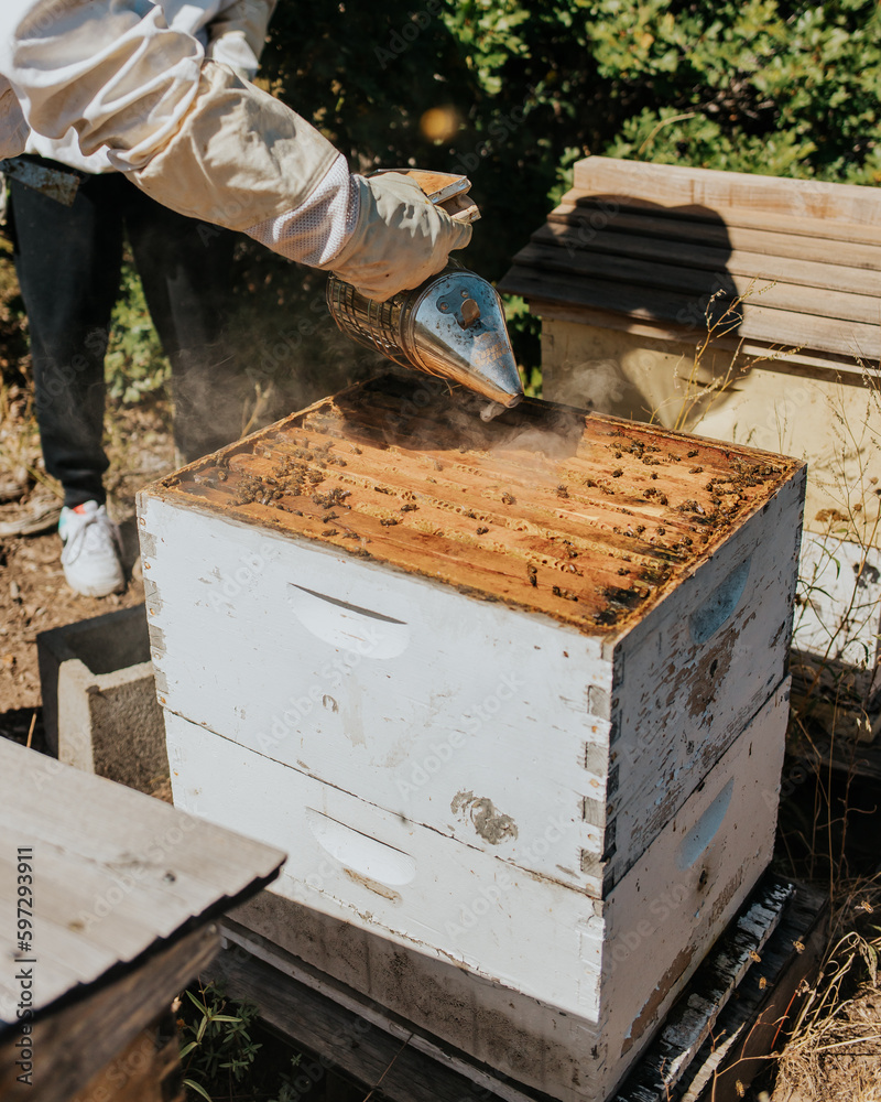 Beekeeping 11 Beekeeping 11