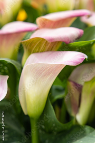 Cala lilies in a formal garden.