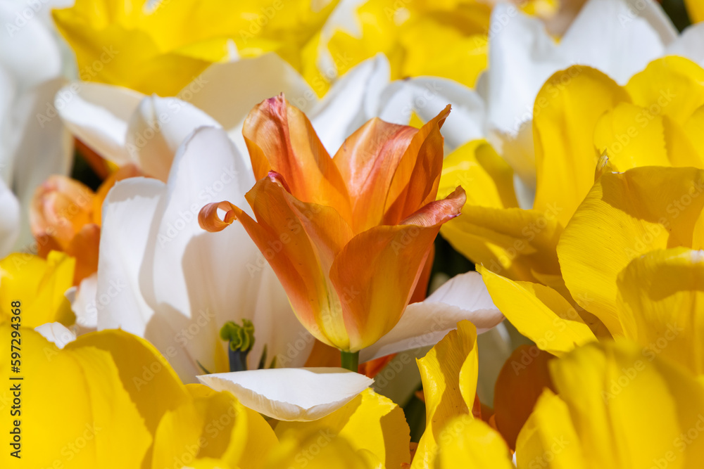 Obraz premium Brown tulip among yellow and white tulips.