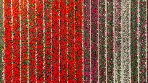 Tulip fields with reds, yellows, greens, purples and oranges in full bloom near Amsterdam (Bollenstreek), Holland, The Netherlands