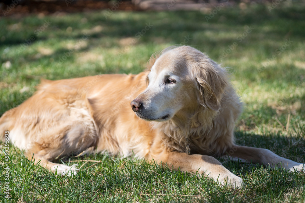 Senior male Golden Retriever enjoying being outside Senior male Golden Retriever enjoying being outside