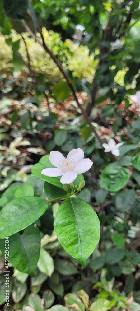 beautiful flowers bloom in the garden beautiful flowers bloom in the garden