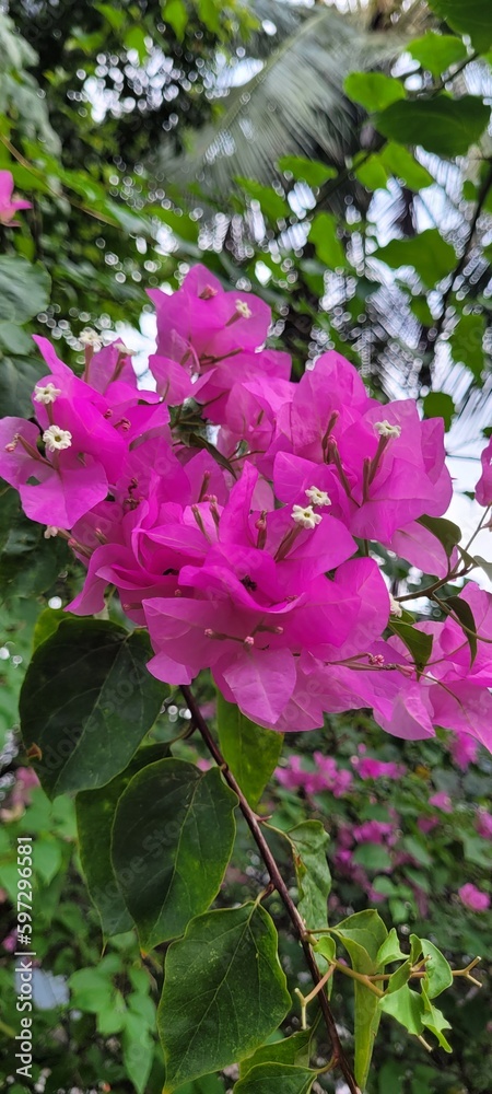 beautiful flowers bloom in the garden