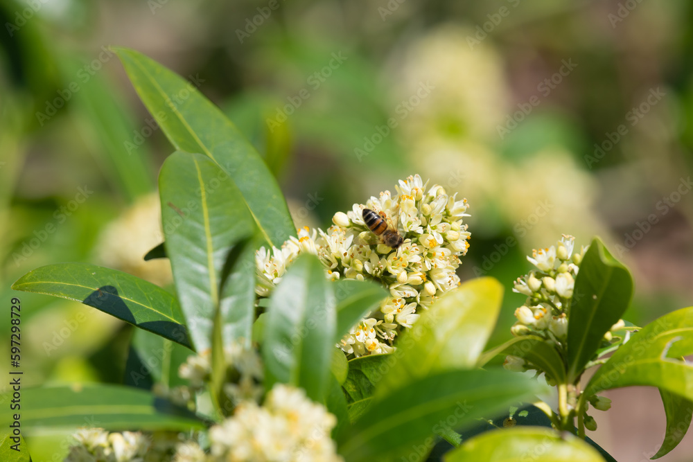 Close up of skimmia japonica Kew Green flowers in bloom Close up of skimmia japonica Kew Green flowers in bloom