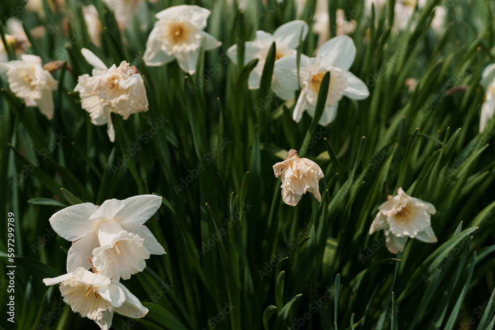 Beautiful white narcissus flower. Open bud of white narcissus Beautiful white narcissus flower. Open bud of white narcissus