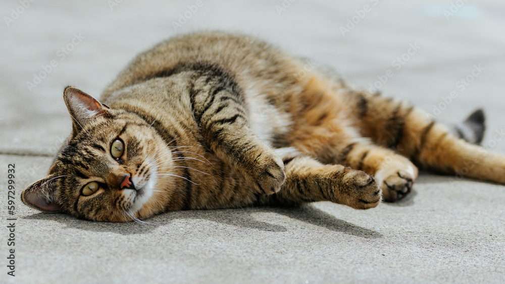 Fototapeta premium Cat Lounging 2