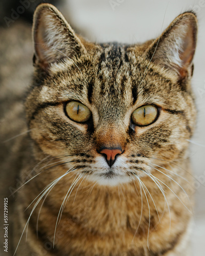 Cat Closeup 2 © Brad Simmons