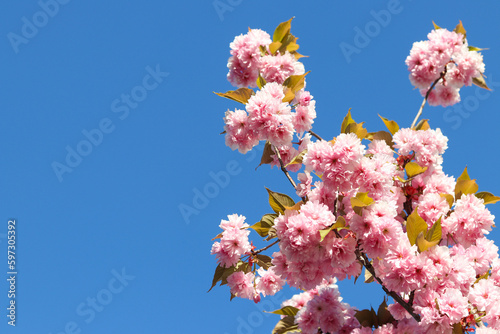 Blooming sakura or cherry tree branches against blue sky. Springtime, floral background. Selective focus. Copy space