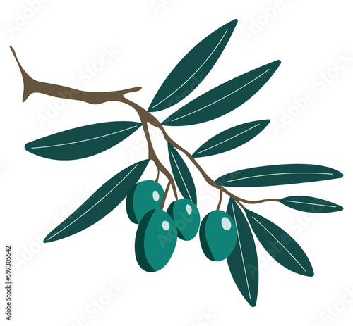 olive branch with olives dark green leaves blue green unripe berry flat vector nature illustration design isolated on transparent background hand drawn