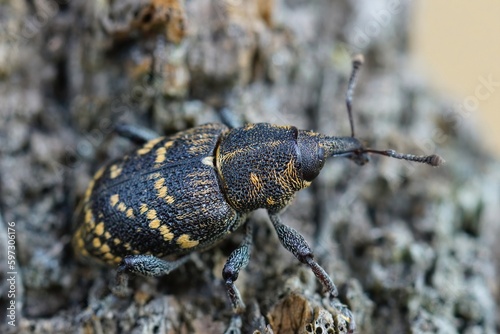 Closeup of the colorful large pine weevil, Hylobius abietis, a major pest of coniferous trees photo