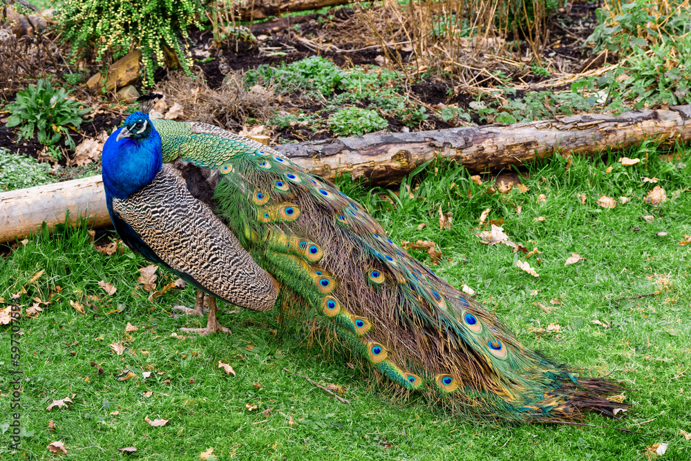Obraz premium Peacock on a green grass in a park or open zoo. Alpha male bird in nature environment. Colorful bird with special tail design.