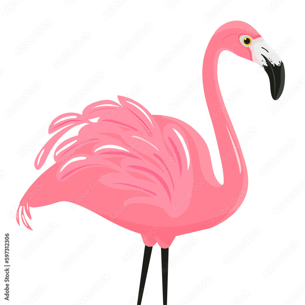 pink flamingo bird close up profile view with black nose and pink wings