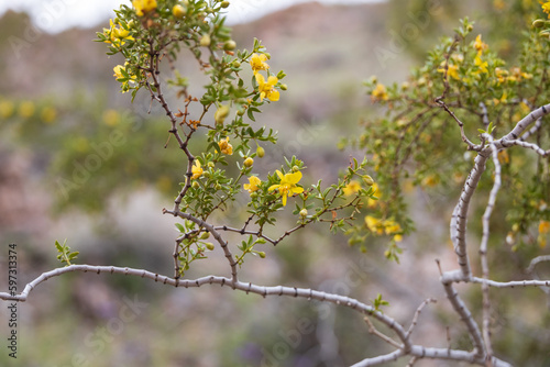 Flowering Creosote bush close-up 