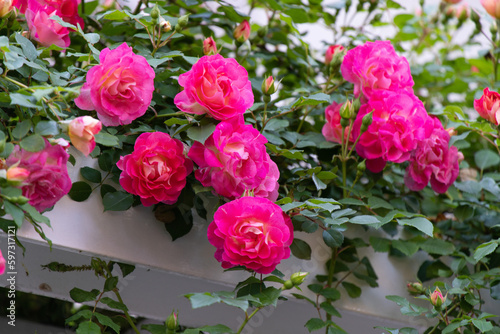 薔薇