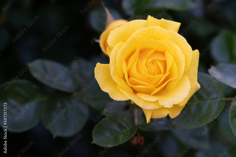 薔薇 薔薇