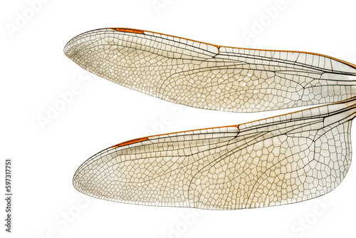 dragonfly wing isolated on white background