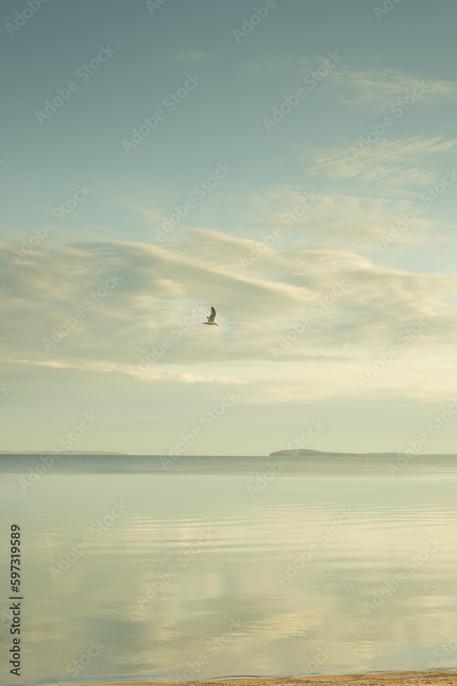 Seagull flying over water in front of a beach. 