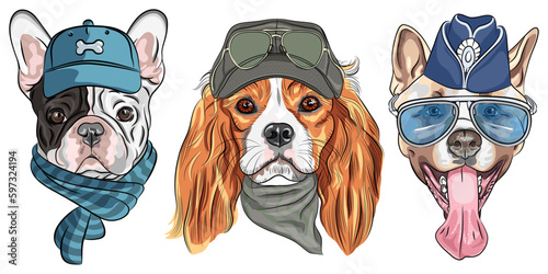 Vector set of dogs in hat, Cavalier King Charles Spaniel, French Bulldog and American Akita breed