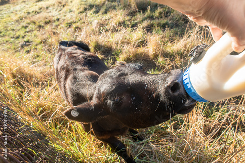 orphan calf being fed photo