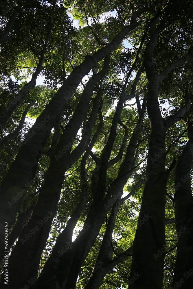 Fototapeta premium eunapolis, bahia, brazil - march 14, 2023: View of trees in an ecological park in the city of Eunapolis