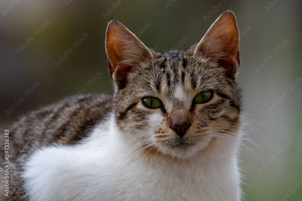 A very calm domestic cat looks my way with half-closed eyes. Cat breed with gray and white color. Nice animal. Felis catus.