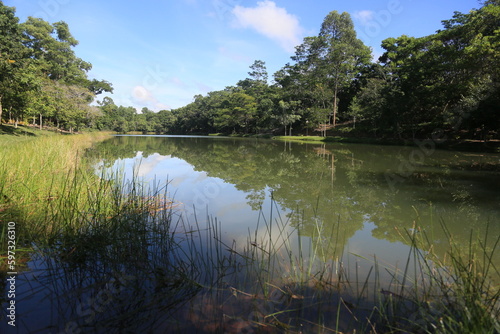 eunapolis, bahia, brazil - march 14, 2023: View of trees in an ecological park in the city of Eunapolis photo