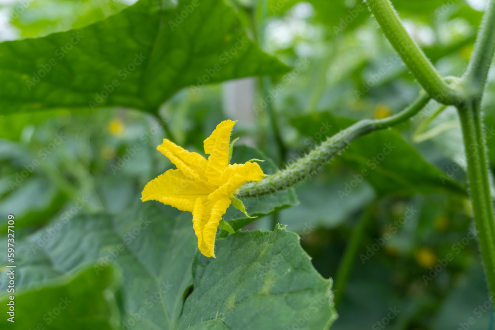 Fresh cucumber plant in greenhouse, flower and fruit. Fresh cucumber plant in greenhouse, flower and fruit.