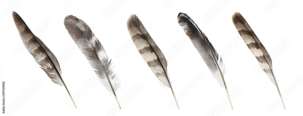 Set with many beautiful feathers on white background