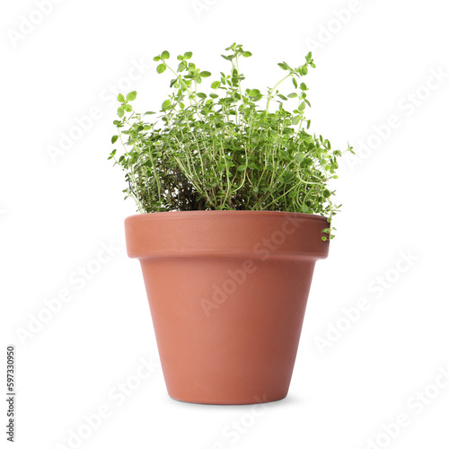 Green thyme in clay pot isolated on white