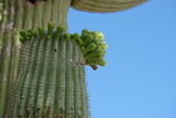 Saguaro cactus blossom, the state flower of Arizona 