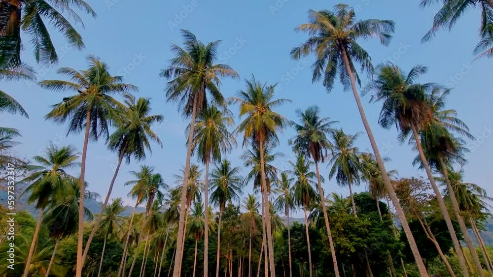 Palm trees with a blue sky and clouds in Koh Lanta Thailand. Green palm trees in the sky at sunset Palm trees with a blue sky and clouds in Koh Lanta Thailand. Green palm trees in the sky at sunset