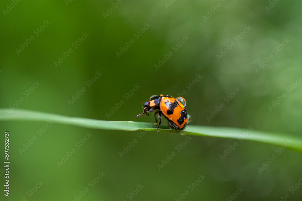 ladybug with droplet on leaf with blurry green background ladybug with droplet on leaf with blurry green background