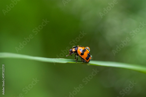 ladybug with droplet on leaf with blurry green background