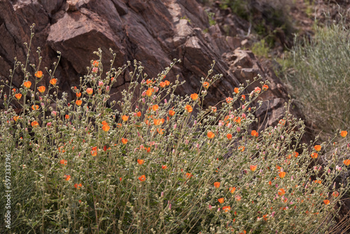 фотографія Desert Globe Mallow, orange flowering bush with rocks in background