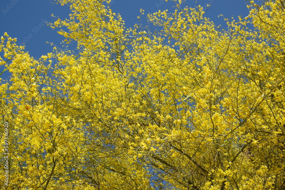 Palo verde tree during springtime with yellow crown Palo verde tree during springtime with yellow crown