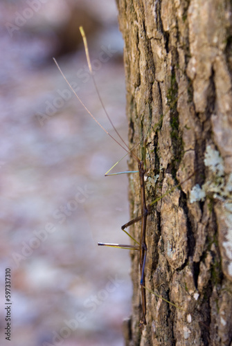 Common Walkingstick