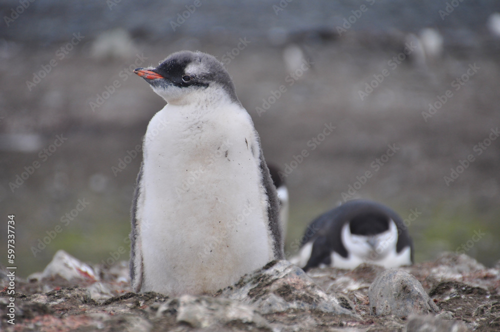 Fototapeta premium penguin