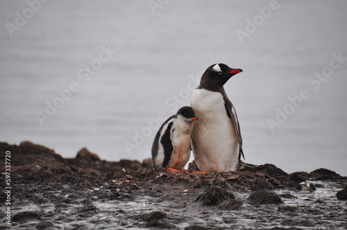 penguin