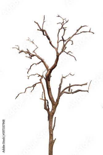 tree isolated on white background for design, advertising and architecture