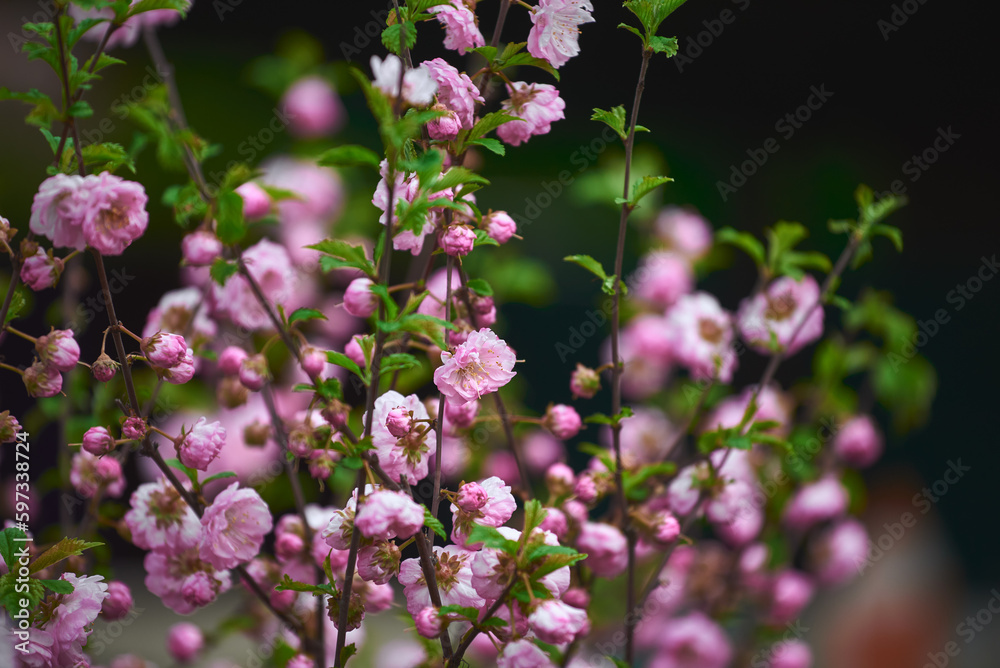 Pink flowering Prunus triloba (Flowering almond) in spring. Close-up of pink flowers cherry blooming on dark background Pink flowering Prunus triloba (Flowering almond) in spring. Close-up of pink flowers cherry blooming on dark background