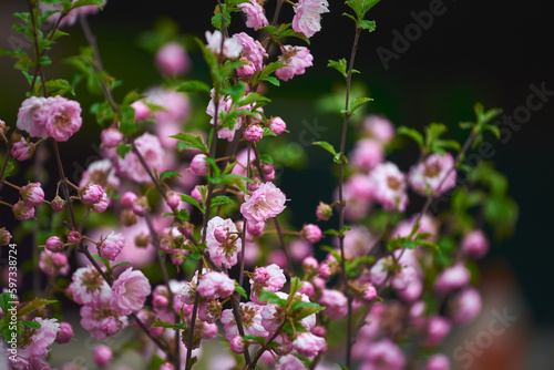 Pink flowering Prunus triloba (Flowering almond) in spring. Close-up of pink flowers cherry blooming on dark background