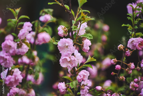 Pink flowering Prunus triloba (Flowering almond) in spring. Close-up of pink flowers cherry blooming on dark background