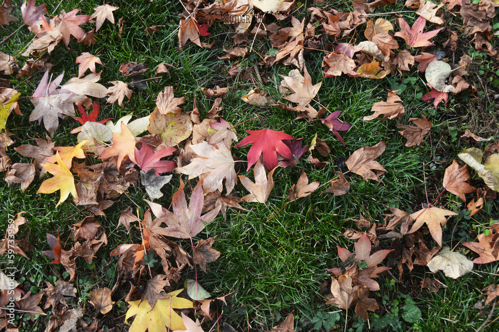 fallen autumn leaves fallen autumn leaves