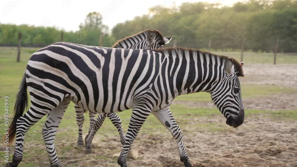 Zebra couple walking together in slow motion Zebra couple walking together in slow motion