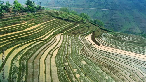 Wallpaper Mural Rice terraces sculpted onto the Vietnamese hillsides of a valley like slices moulding the mountainous shaped contours with colorful natural patterns.  Drone fly over with buffalo. Torontodigital.ca